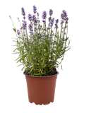 Lavendel im Topf, aus Deutschland, (2,79/Topf)