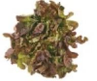 Eichblatt Salat