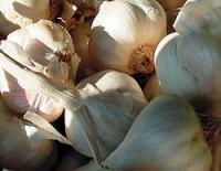Knoblauch
