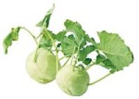 Kohlrabi