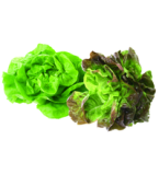 Kopfsalat