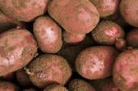 Kartoffel, rot, vorwiegend festkochend, (2,69/kg)
