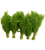 Dill, Bund, (1,99/Bund)