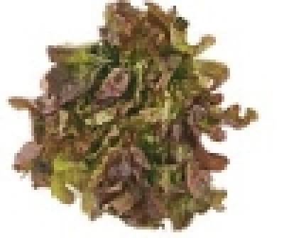 Eichblatt Salat