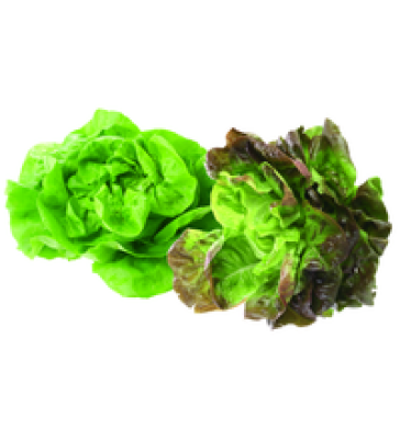 Kopfsalat