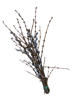 Osterzweige, verschiedene Sorten, aus Deutschland, (3,99/Bund)