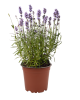 Lavendel im Topf, aus Deutschland, (2,79/Topf)